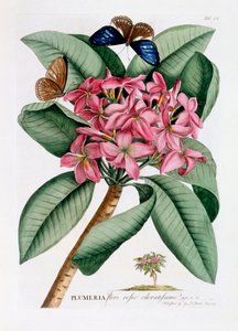 Plumeria, c. 1749 grabado coloreado a mano de "Georg Dionysius Ehret