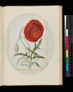 Amapola (Papaver erraticum), 1772 de Georg Dionysius Ehret