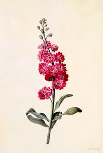Stock Matthiola Incana, c. 1746 de "Georg Dionysius Ehret