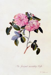 La Rosa Mensual Rayada, c. 1745 grabado coloreado a mano de "Georg Dionysius Ehret