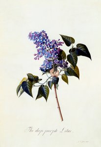 Lila púrpura profundo de "Georg Dionysius Ehret