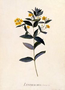 Lysimachia vulgaris, c.1760 de Georg Dionysius Ehret
