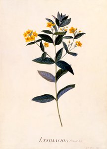 Lysimachia vulgaris, c. 1760 grabado coloreado a mano de "Georg Dionysius Ehret