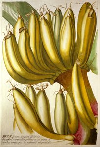 Plátanos jóvenes, de "Plantae Selectae" de C. J. Trew de Georg Dionysius Ehret