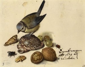 Naturaleza muerta con herrerillo, conchas, frutas e insectos, 1629