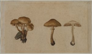 Mushrooms