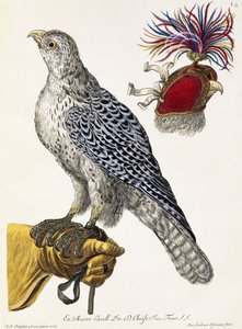 Cetrería, Placa 3, de "Deliciae Naturae Selectae", 1771 de Georg Wolfgang Knorr
