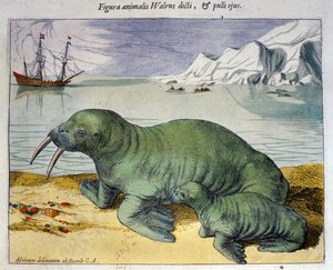 Representación de una morsa, animal polar. Grabado del Atlas de Braun & Hogenberg, Ámsterdam 1590 de Georg Braun and Hogenberg Franz