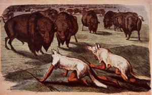 Indios de las llanuras norteamericanas se acercan a los búfalos mientras usan pieles de lobo, c.1840 (litografía en color) de George (after) Catlin
