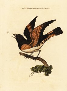 Reinita norteña, Setophaga ruticilla