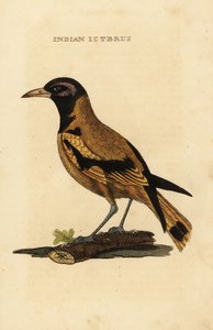 Oropéndola de Audubon o oropéndola de cabeza negra, Icterus graduacauda de George (after) Edwards