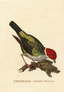 Tangara cabecirrufa, Tangara gyrola
