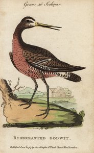 Aguja colinegra o aguja pechirrufa, Limosa limosa de George (after) Edwards