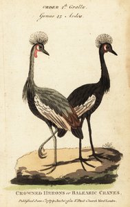 Grulla coronada negra, Balearica pavonina de George (after) Edwards
