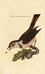 Pechiazul, Luscinia svecica de George (after) Edwards