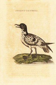 Petrel damero, Daption capense de George (after) Edwards