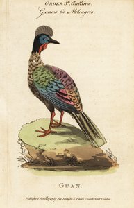 Guan crestado, Penelope purpurascens de George (after) Edwards