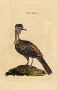 Pava crestada, Penelope purpurascens de George (after) Edwards