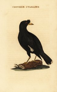 Miná crestado, Acridotheres cristatellus