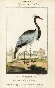 Grulla demoiselle o grulla numidiana, Grus virgo