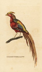 Faisán dorado, Chrysolophus pictus
