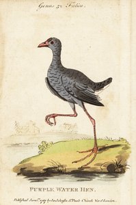 Calamón de cabeza gris, Porphyrio poliocephalus de George (after) Edwards
