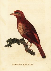 Cotinga rojo guyanés, Phoenicircus carnifex de George (after) Edwards