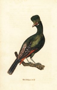 Turaco de Guinea o turaco verde, Tauraco persa de George (after) Edwards