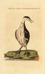 Somormujo cuellirrojo, joven, Podiceps auritus de George (after) Edwards