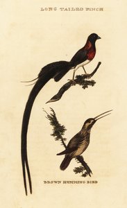 Viuda del paraíso de cola larga, Vidua paradisaea y colibrí rufo, Selasphorus rufus de George (after) Edwards