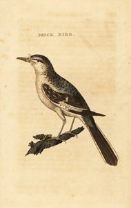 Sinsonte norteño, Mimus polyglottos