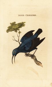Mielero púrpura, Cyanerpes caeruleus de George (after) Edwards