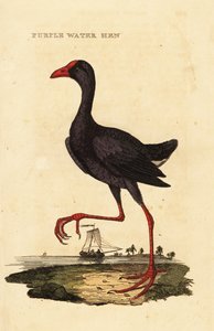 Calamón común, Porphyrio porphyrio de George (after) Edwards
