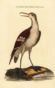 Falaropo picofino, Phalaropus lobatus de George (after) Edwards