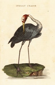 Grulla sarus, Antigone antigone de George (after) Edwards
