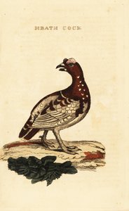 Urogallo canadiense, Falcipennis canadensis canace de George (after) Edwards