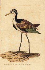 Jacana jacana, Jacana jacana de George (after) Edwards