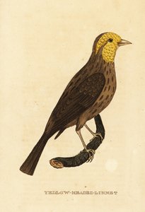 Picogrueso amarillo, Pheucticus chrysopeplus de George (after) Edwards