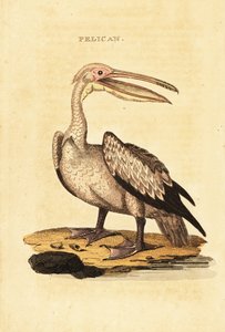 Pelícano blanco grande, Pelecanus onocrotalus