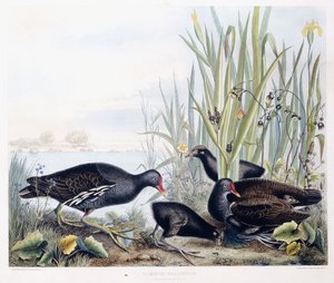 Gallineta común (macho, hembra y cría), c.1841 (grabado coloreado a mano) de George (after) Shield