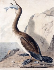 Cormorán (del primer año), c.1841 (grabado coloreado a mano) de George (after) Shield