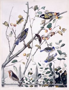Pecho rojo (petirrojo), carbonero común (macho y hembra) y herrerillo común (macho y hembra), c.1841 (grabado coloreado a mano) de George (after) Shield