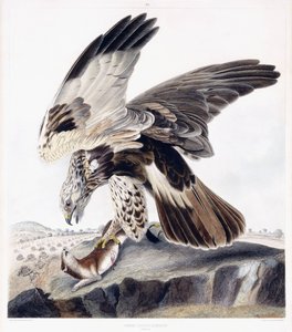 Rough Legged Buzzard (Female), c.1841 (grabado coloreado a mano)