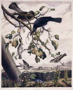 Cazamoscas manchado (macho y hembra), pájaro negro (macho y hembra) y cazamoscas manchado (joven), c.1841 (grabado coloreado a mano)