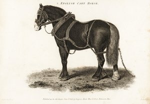 Caballo de tiro inglés o caballo de tiro de Shire.