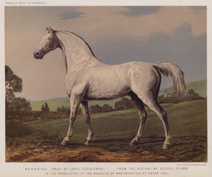 Nambrino, Criado por Lord Grosvenor, En Posesión del Marqués de Westminster, en Eaton Hall de George (after) Stubbs