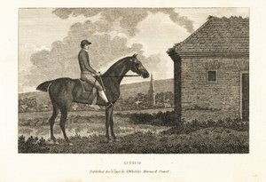 Retrato del caballo de carreras de pura sangre Otho de George (after) Stubbs