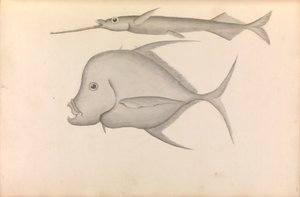 Relato de la vuelta al mundo del comodoro George Anson de George Anson