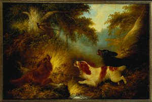 Spaniels levantando un faisán de George Armfield
