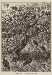 Un gallinero en una granja grande de pavos de George Augustus Sala